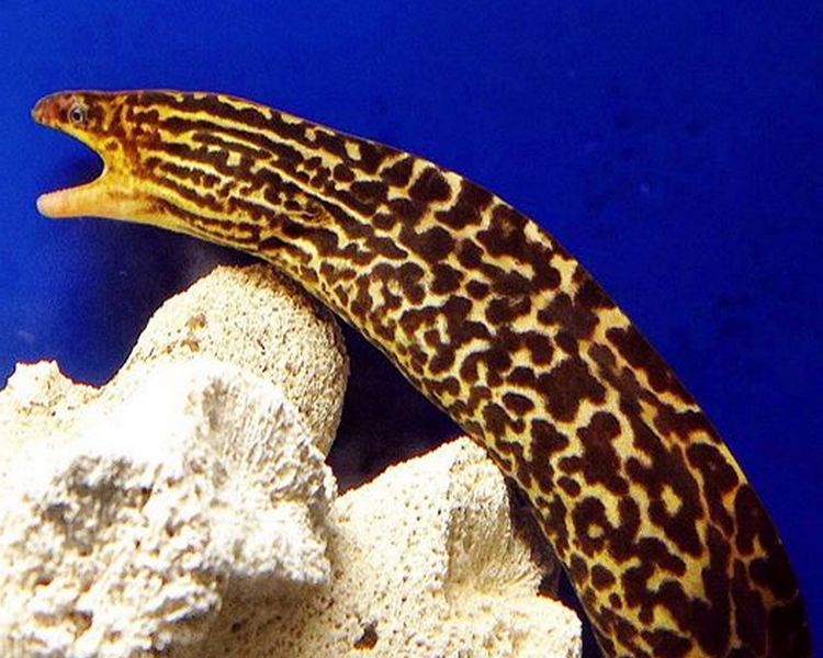 Freshwater eels for sales sale near me